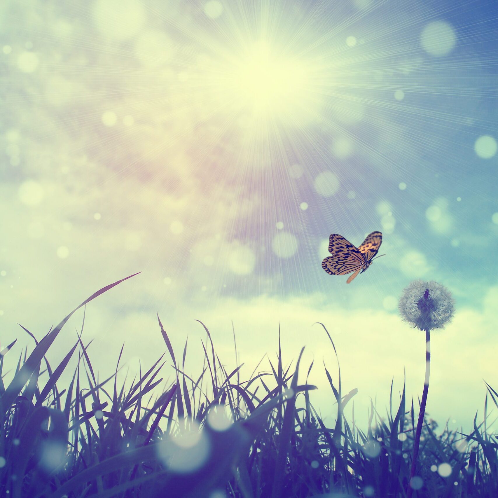 Butterfly and dandelion
